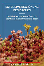 Tipps Zur Pflege Von Extensiver Dachbegrunung Dachbegrunung Dach Flachdach