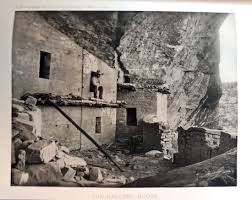 Image result for Oldenlandia verrucitesta