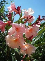From wikimedia commons, the free media repository. Oleander Nerium Oleander