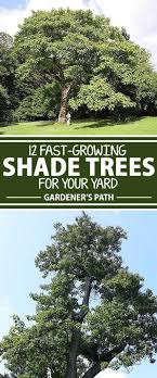 If you have big oak trees or tall pine trees in your landscape, you can still have smaller trees with pretty flowers and showy foliage underneath. The Best Fast Growing Shade Trees For Your Yard Gardener S Path