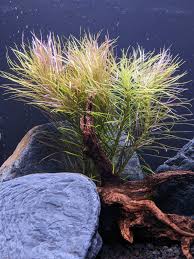 Image result for Pogostemon aquaticus