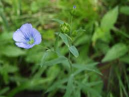 Image result for Linaceae