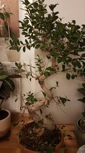 Zelkova bonsailere kışın serin fakat güneş alan yerlerde nem miktarına dikkat edilecek biçimde muhafaza edilmelidir. Bonsaisinin Turunu Ogrenmek Isteyenler Page 51 Agaclar Net