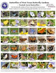 Butterflies of West Texas Butterfly Gardens