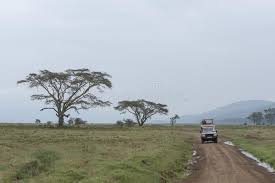101 tours from nairobi, ordered shortest to longest trip. Jogo De Observacao De Safari Turistico No Lago Nakuru No Quenia Imagem Editorial Imagem De Pantanos Quenia 170320145