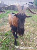 Ro iti cresc sansele de vanzare instant, folosind unul dintre pachetele noastre de promovare, astfel incat anuntul tau sa fie pe prima pagina beneficiind de vizibilitate maxima si de reactualizari. Capre De Vanzare Lajumate Ro