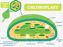 Plant cells are eukaryotic cells that vary in several fundamental factors from other eukaryotic organisms. Plant Leaf Png Download 1317 967 Free Transparent Plant Structure Png Download Cleanpng Kisspng