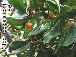 Image result for Manilkara obovata