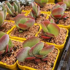 Maybe you would like to learn more about one of these? Kalanchoe Thyrsiflora Bronze Sculpture Flapjacks Fickle Prickles