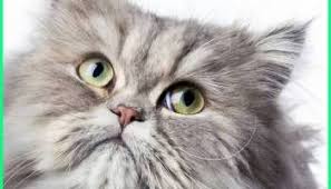 Apa kriteria binatang paling lucu dan imut versi anda? Kucing Persia Abu Abu Yang Lucu Foto Gallery Ekor9 Com Hewan Kucing Persia Kucing