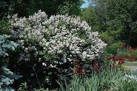 Miss kim lilac full size. Pin On Shrub Wall Ideas