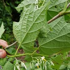 Image result for Alangium chinense