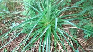 Image result for Pandanus candelabrum