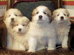 Great Pyrenees Puppies Great Pyrenees Puppy Pyrenees Puppies Great Pyrenees