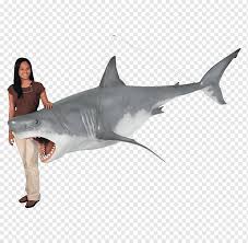 Look at links below to get more options for getting and using clip art. Requiem Shark Great White Shark Megalodon Blacktip Reef Shark Shark Animals Geometric Shape Animal Png Pngwing