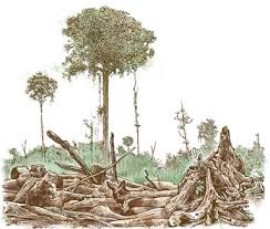 Sains tingkatan 3 kssm bab 4 kereaktifan logam (4.2 siri kereaktifan logam). Upaya Manusia Menjaga Keseimbangan Karbon Gerak Aceh