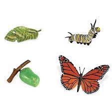 Ciclo De Vida De Una Mariposa Safari