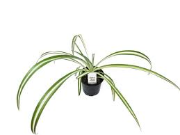 Image result for Chlorophytum sparsiflorum