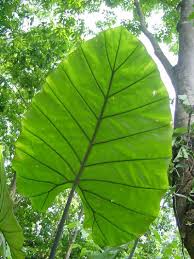 As such, plants growing here have special adaptations that allow them to grow and thrive in the tropical rainforest. Pin On Rainforest Plants