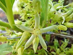 Image result for Pygmaeothamnus zeyheri