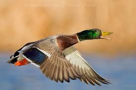 Memory cards in the v90 class are rated to support a minimum sequential write speed of 90mb/sec. High Performance Compactflash Benchmarks On Canon 1d Mark Iv Slashgear