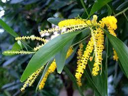 Image result for Acacia auriculiformis