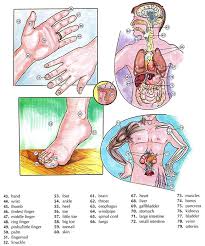 Posted on june 12, 2016 by admin. Human Body Vocabulary And Anatomy Vocabulary With Pictures And List