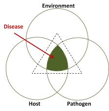 Plant Disease Pathogens And Cycles Cropwatch