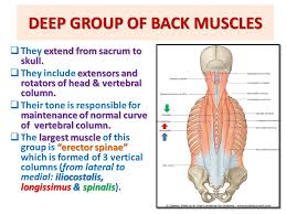 The back supports the weight of the body, allowing for flexible movement while protecting vital organs and nerve structures. Muscles Of Back Prof Ahmed Fathalla Ibrahim Professor Of Anatomy Ppt Video Online Download