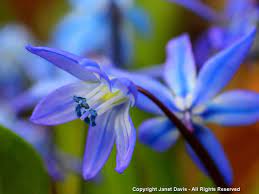 Arc_flower_blue for microsoft powerpoint online, libreoffice presentation, openoffice odp. Designing With Little Blue Spring Blossoms Janet Davis Explores Colour
