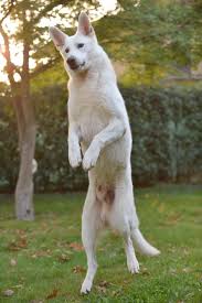 We did not find results for: Un Cane Polivalente Standard Di Razza Pastore Bianco