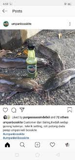 Umpan khas ikan keli, umpan keli kolam, umpan ikan keli mega, umpan kegemaran ikan keli, umpan pertandingan, ikan keli. Umpan Keli Bosskite Umpan Ikan Keli Untuk Kaki Memancing Shopee Singapore