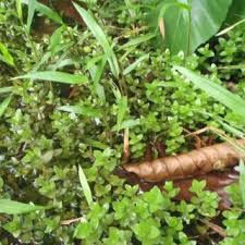 Image result for Pilea sublucens