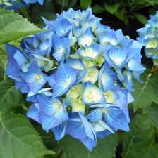 Image result for Hydrangea macrophylla bela obrázek