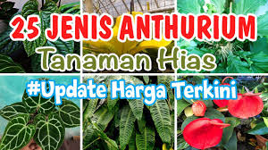 Tanaman hias aglonema dengan daun yang cantik lainnya adalah jenis aglonema red ruby. Jenis Jenis Tanaman Hias Anthurium Dan Harganya Youtube