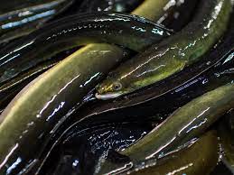 The Epic Fight Over The Enigmatic Eel Science Smithsonian Magazine