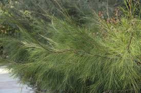 Image result for Casuarina littoralis