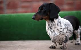 As of may 2014, the price of dapple dachshund puppies generally ranges from around $400 to over $1,100 each. What Is A Piebald Dachshund Information On The Piebald Dachshund Thegoodypet