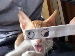 cizme gozlerle kedi montaji kedi komik kedi resimleri komik hayvan