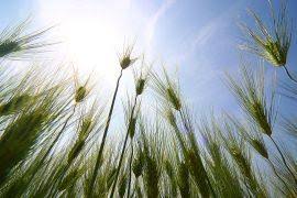 Image result for Halopegia