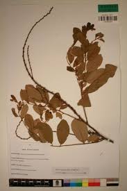 Image result for Bridelia scleroneura