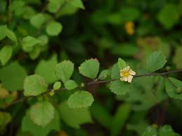 Image result for Sida serratifolia