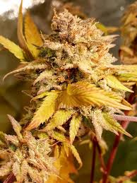 It can be used in the development of biotechnologies for the . Holy Smoke Seeds Fizzy Peach Feminised Cannabis Seeds Ali Bongo Seeds