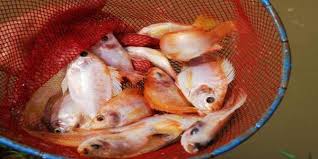 Cara Praktis Budi Daya Nila Dengan Sistem Bioflok