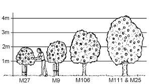 M.26 is grown widely throughout the world and is included as a standard in many rootstock trials. Fruit Tree Rootstocks Everything You Need To Know How To Plant Your Garden