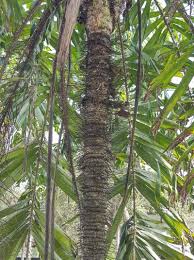 Image result for Aiphanes horrida