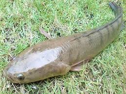 The giant snakehead, normally called red or redline snakeheads, are a popular fish to be sold in the pet trade. Commercial Murrel Fish Farming Guide Fish Farming Fish Snakehead Fish