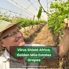 Innovative Grape Farming: Golden Miles Estates