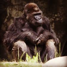 The One And Only Ivan Ivan The Gorilla One And Only Ivan One And Only
