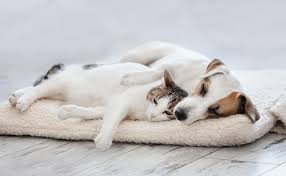 Cats & dogs vet clinic. Veterinarians And Animal Hospital In Branson Mo Shepherd Of The Hills Veterinary Clinic